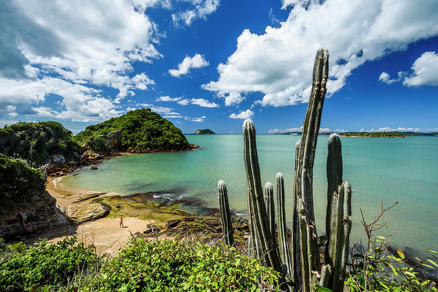 Scenery With Cactus In Restinga Photograph by Vitor Marigo - Fine Art