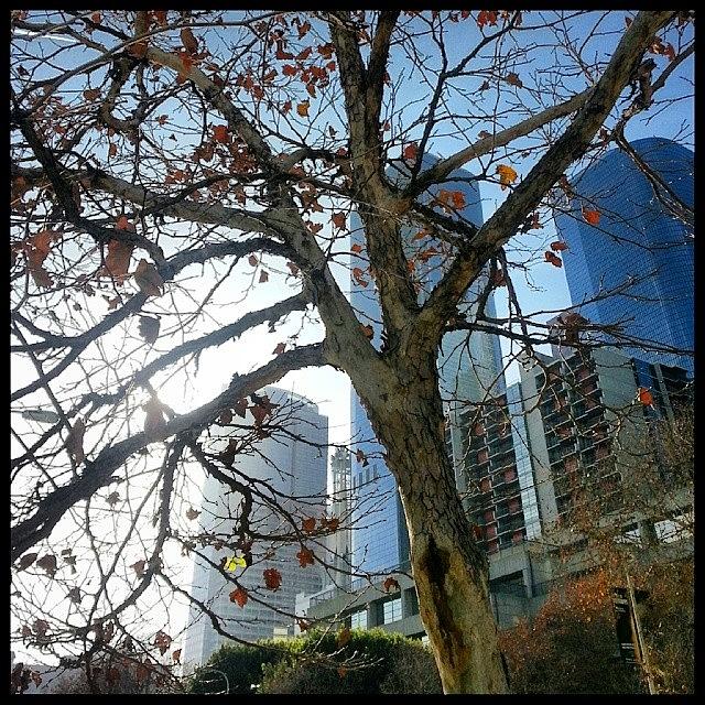 Skyscraper Photograph - Scenes From The City-- Treescape by Kevin Previtali