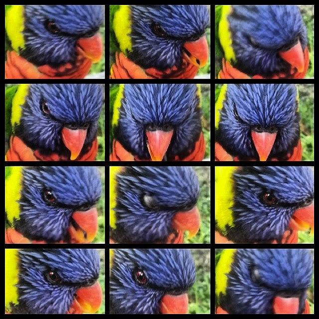 Lorikeets Photograph - Scenes From The Nest--andy Warhol by Kevin Previtali