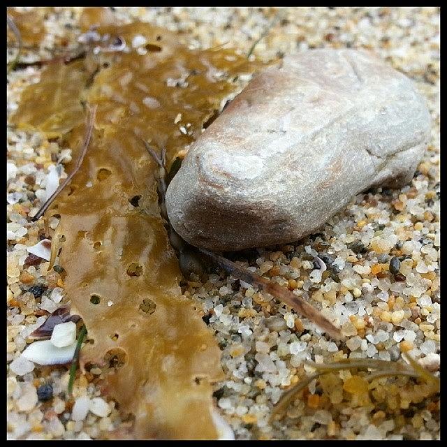 Abstract Photograph - Scenes From The Tidal Pool-- Kelp Me by Kevin Previtali