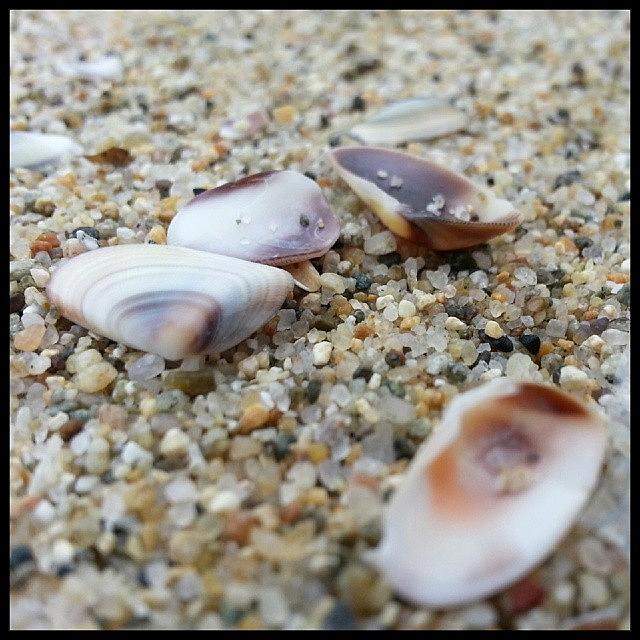 Shell Photograph - Scenes From The Tidal Pool-- Selling by Kevin Previtali