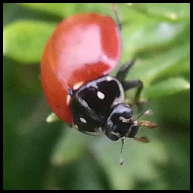 Ladybug Photograph - Scenes From The Trail-- Mother Nature by Kevin Previtali