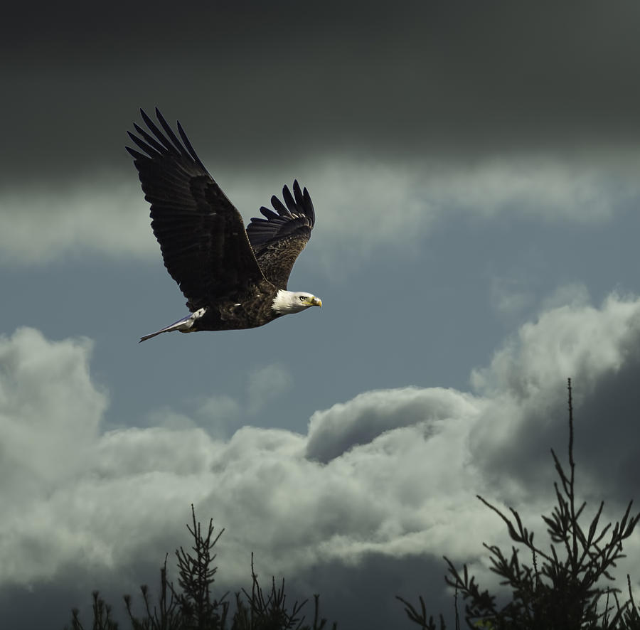 Eagle Photograph - Scenic Flight by Thomas Young