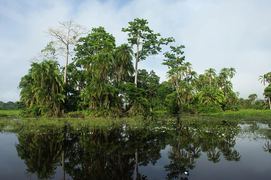 Scenic Lekoli River, Congo Photograph by Pete Oxford - Fine Art America