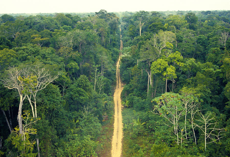 Scenic of a bordered road on remote place of the brazilian amazon. Photograph by Luis Veiga Scenic of a bordered road on remote place of the brazilian amazon. Photograph by Luis Veiga