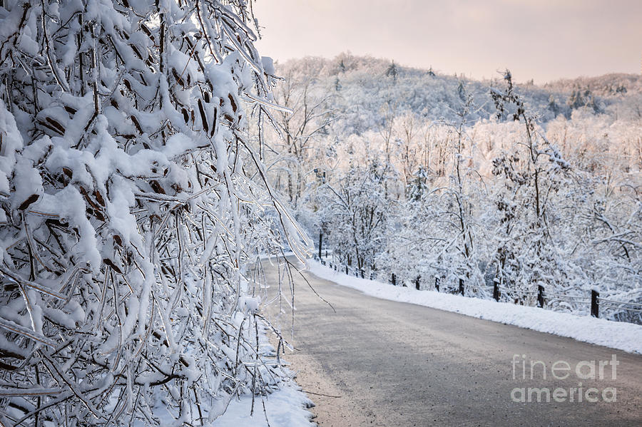 Scenic road in winter forest Photograph by Elena Elisseeva