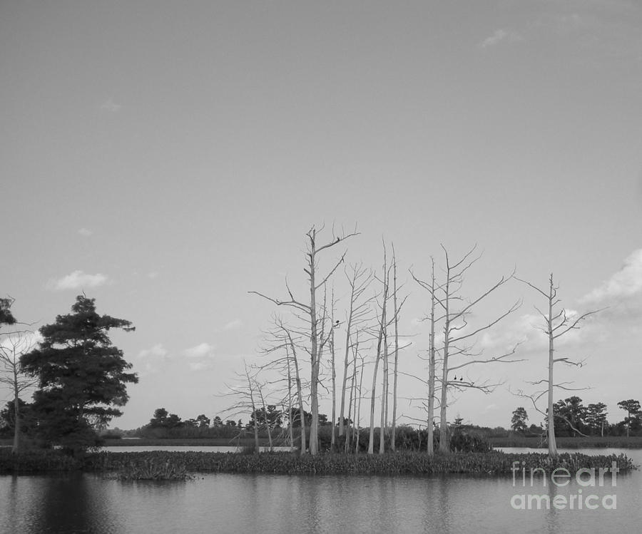 Scenic Swamp Cypress Trees Black and White Photograph by Joseph Baril