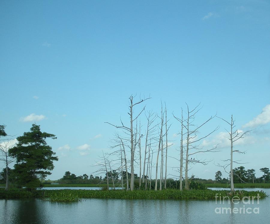 Scenic Swamp Cypress Trees Photograph by Joseph Baril