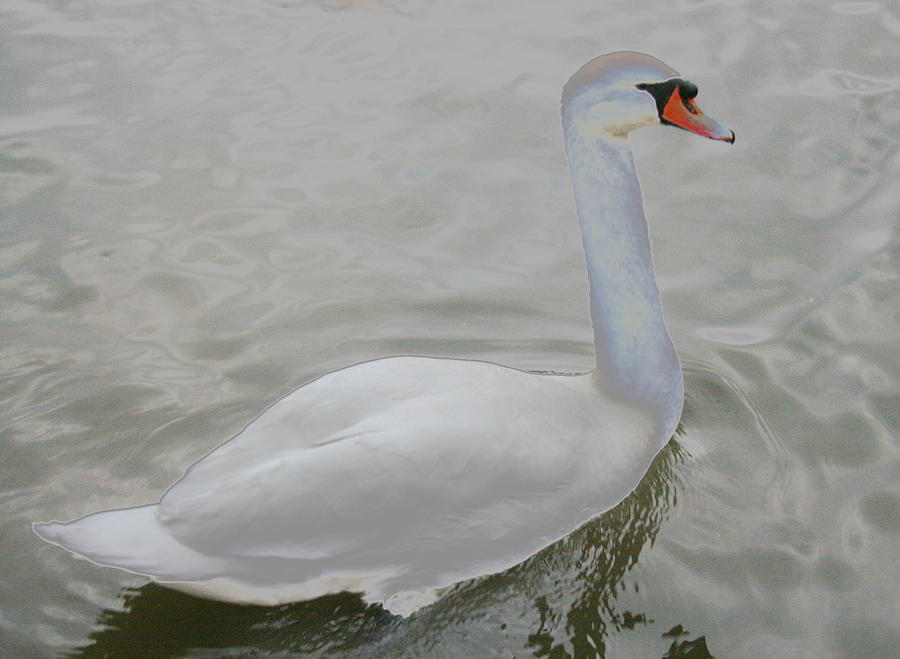 Swan Photograph - Scenic Swan by Stephen Melcher