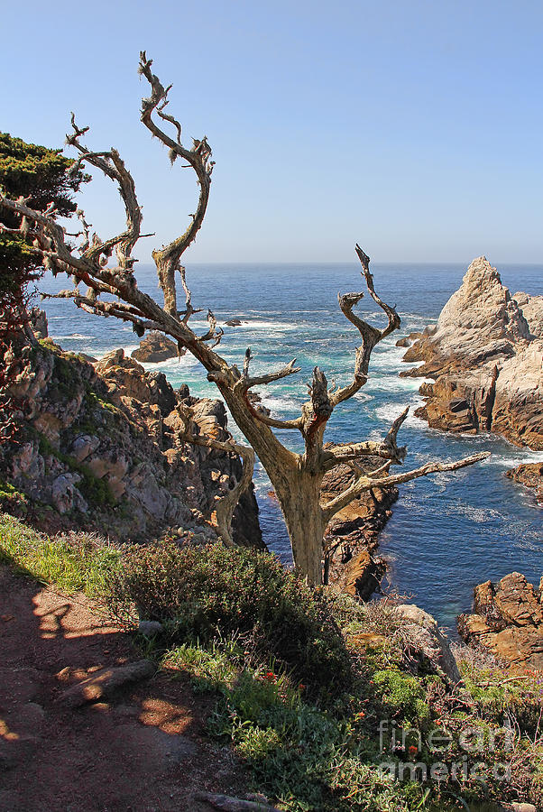 Pinnacle Cove Point Lobos Scenic View Photograph
