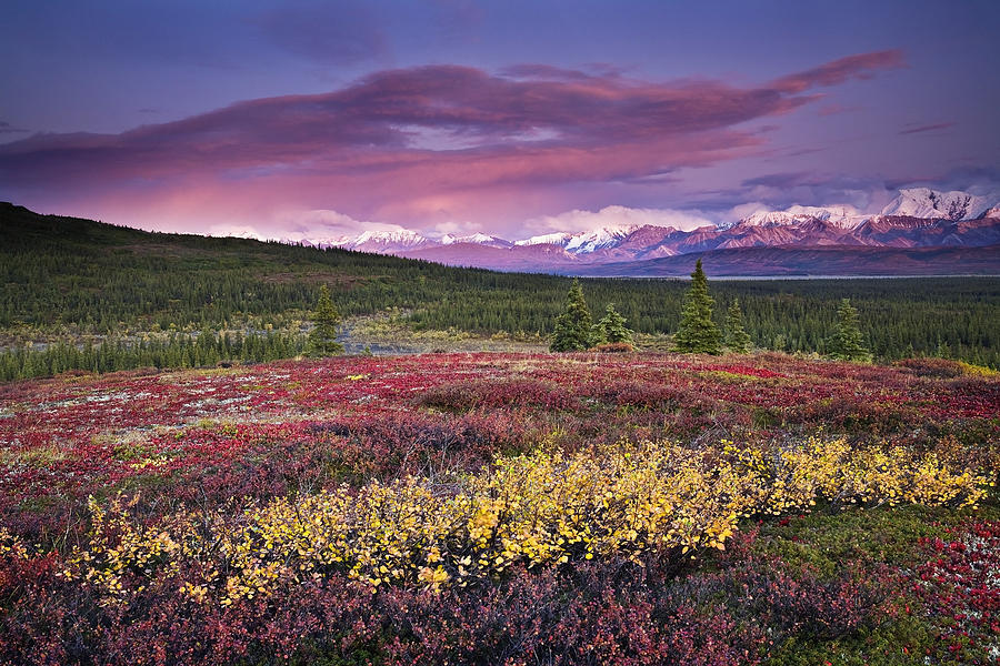 Scenic View Of Alpine Tundra With Photograph by John Delapp - Fine Art ...