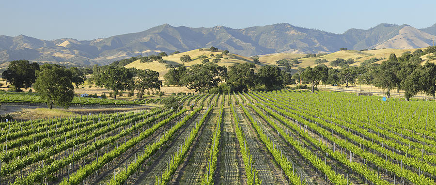 Scenic view of green Santa Barbara Vineyard Photograph by S. Greg Panosian