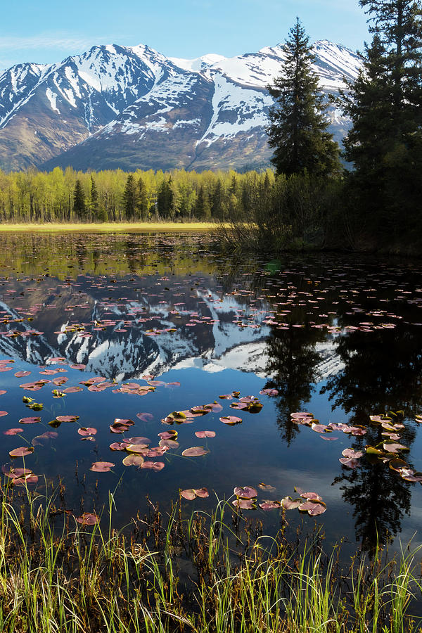 Scenic View Of Lily Pads On A Pond Photograph by Doug Lindstrand