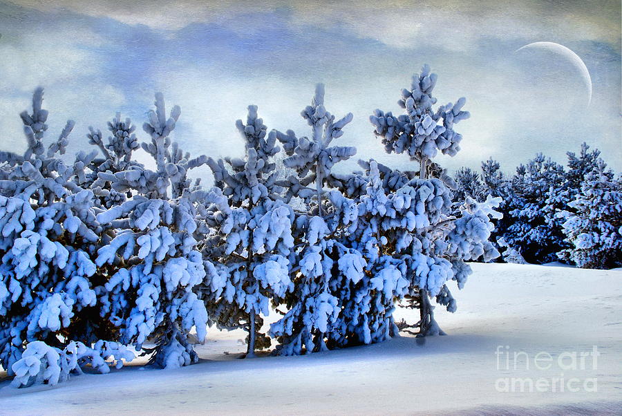 Scenic Winter  Photograph by Andrea Kollo