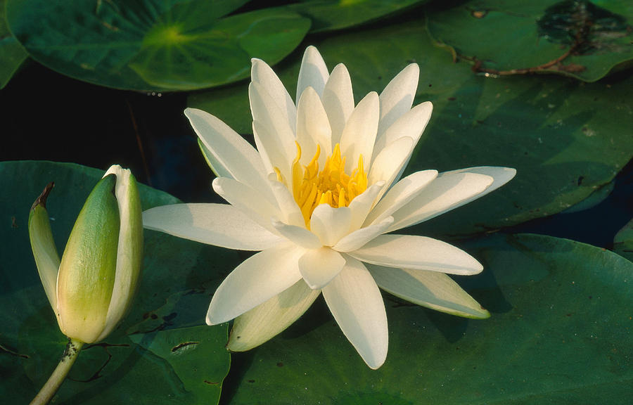 Lily Photograph - Scented Pond Lily by Andrew J. Martinez