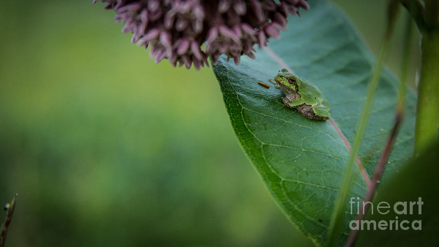 Schlitz Audubon Tree Frog Photograph by Andrew Slater