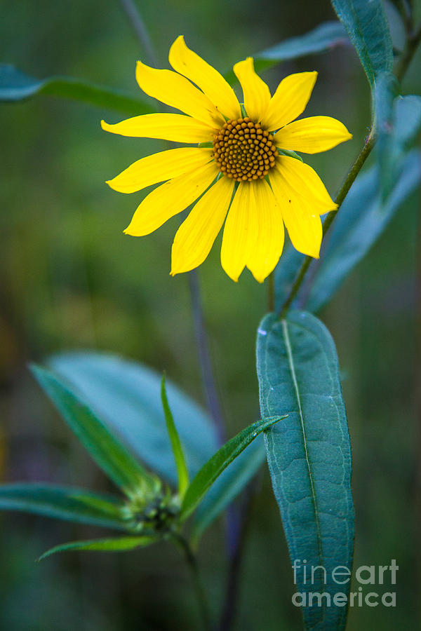 Schlitz Sunflower Photograph by Andrew Slater
