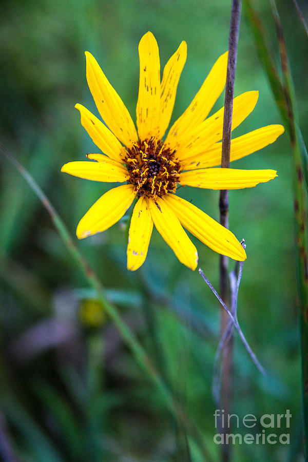 Schlitz Wild Flower Photograph by Andrew Slater