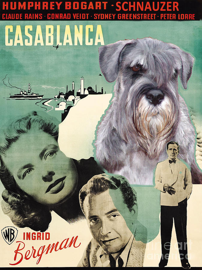 Casablanca Movie Painting - Schnauzer Art Canvas Print - Casablanca Movie Poster by Sandra Sij