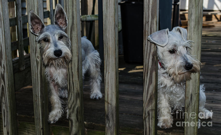 Schnauzer Puppies Photograph by Donna Brown