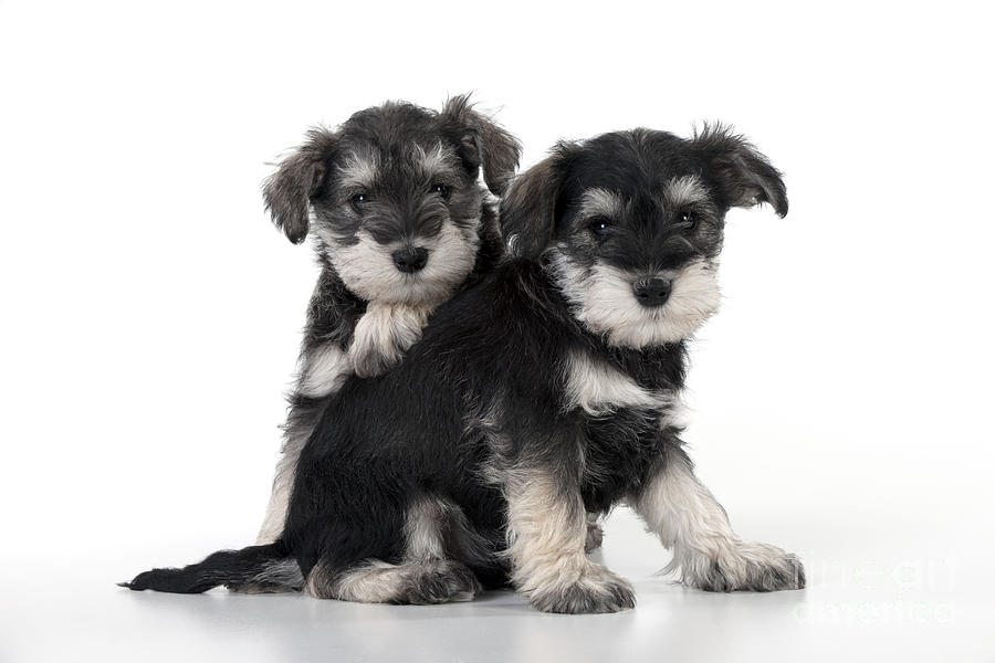 Schnauzer Puppy Dogs Photograph by John Daniels