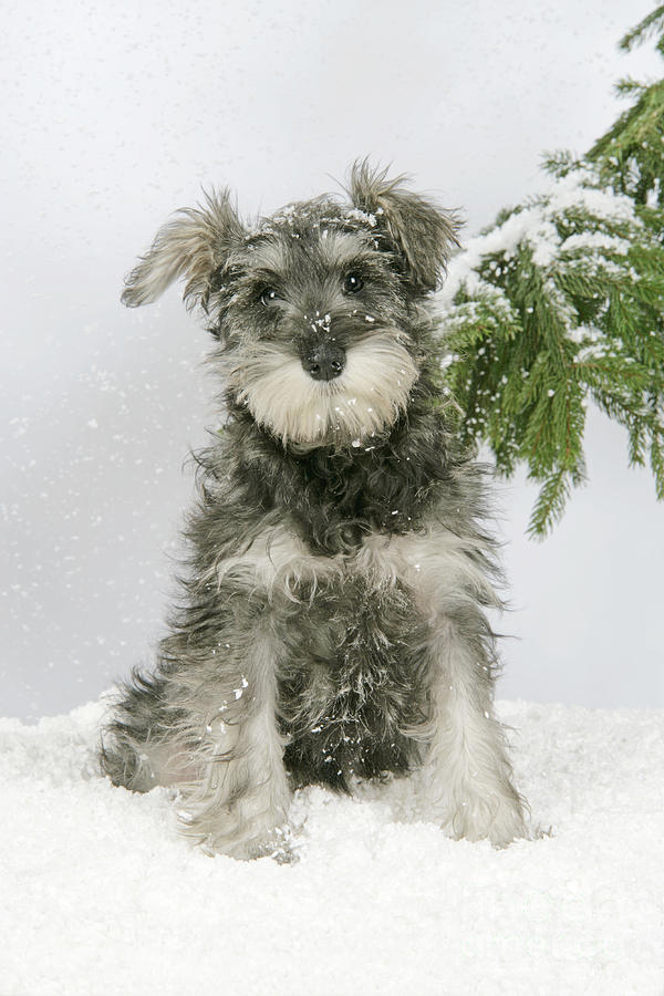Schnauzer Puppy In Snow Photograph by John Daniels