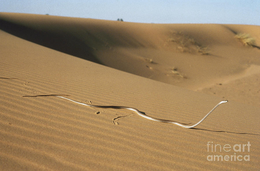 Schokari Sand Racer Photograph by Jacques Delacour/Okapia