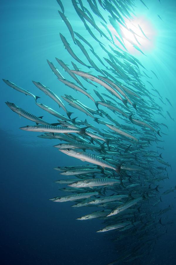 Fish Photograph - School Of Barracuda by Scubazoo