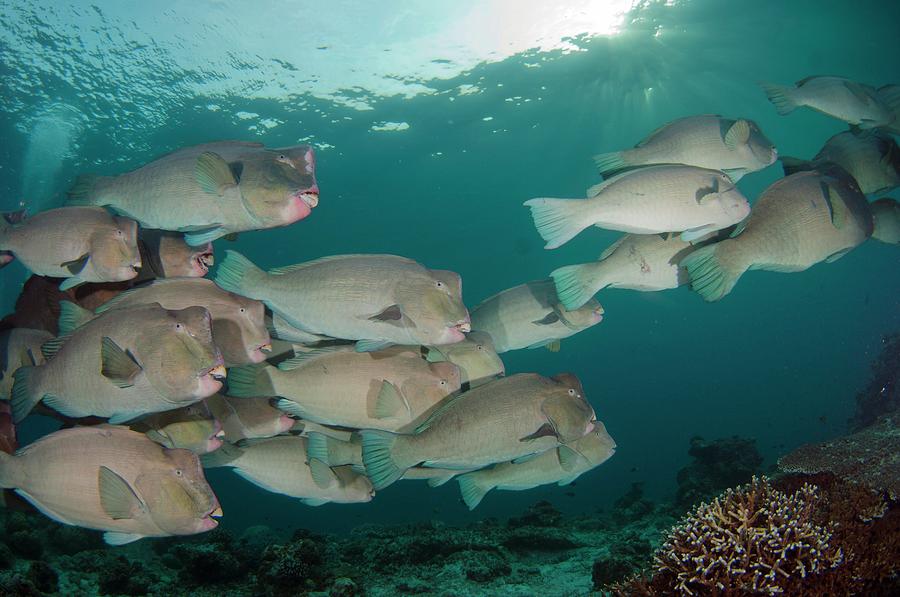 Fish Photograph - School Of Bumphead Parrotfish by Scubazoo