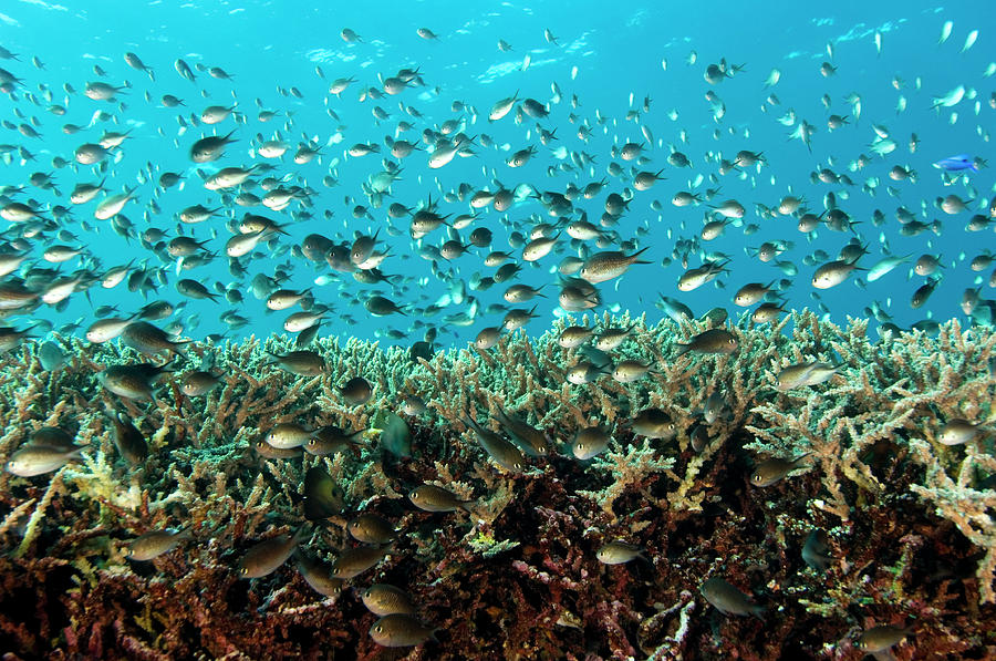 School Of Damsel Fish Photograph By Scubazoo Science Photo Library 