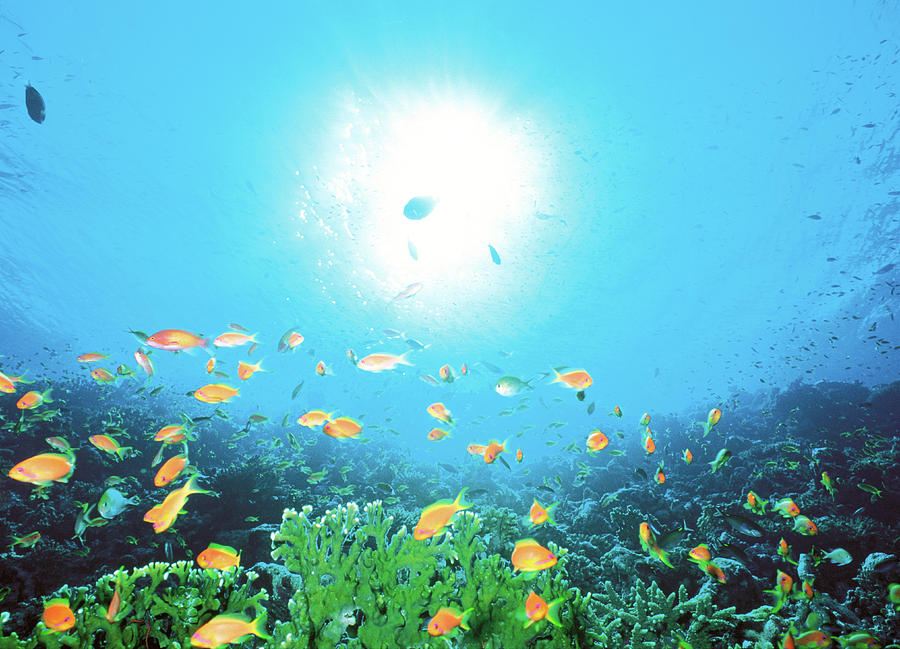 Premium Photo  School of fish with sunlight through surface