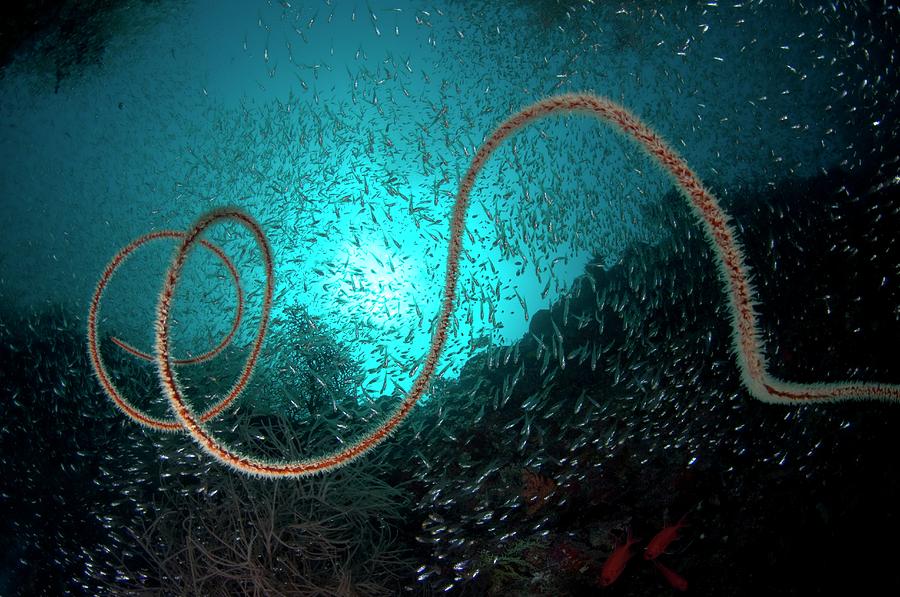 School Of Fish Around A Whip Coral Photograph by Scubazoo