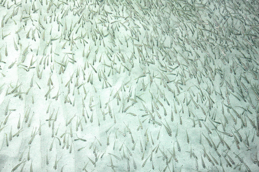 School Of Fish In Koh Tao Island Photograph by David Santiago Garcia ...