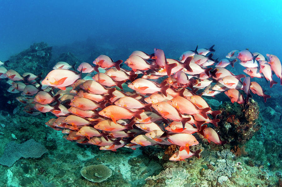 School Of Fish by Jason Isley, Scubazoo/science Photo Library