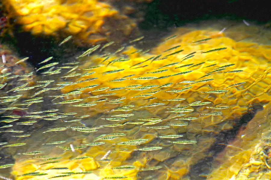 School of Fish - Stickleback Photograph by Peggy Collins