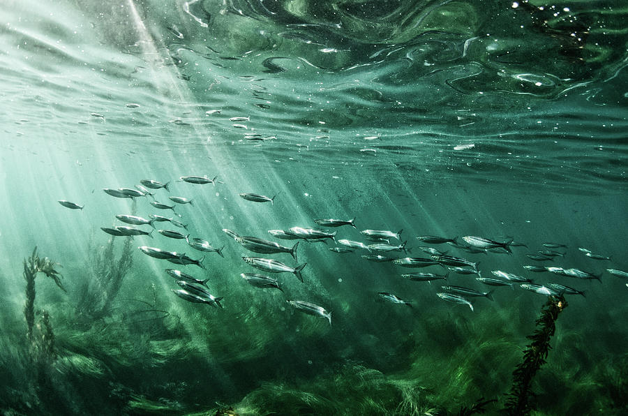School Of Fish Swim In The Pacific Ocean Photograph by Ashleywiley