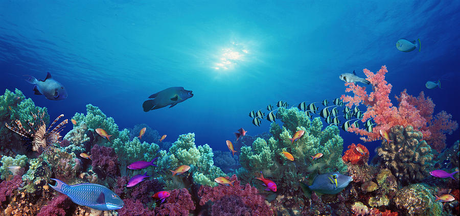 Nature Photograph - School Of Fish Swimming Near A Reef by Panoramic Images