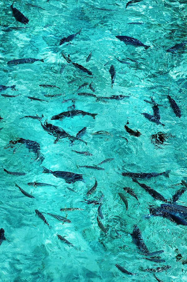School of Fishes in the Transparent Water Photograph by Jenny Rainbow