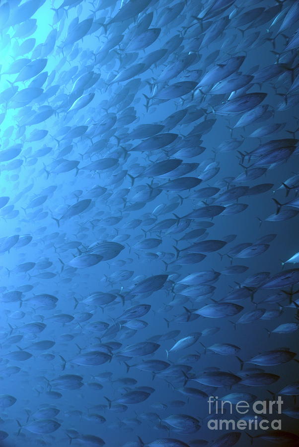 Nature Photograph - School of Indo-Pacifico Bonito fishes by Sami Sarkis