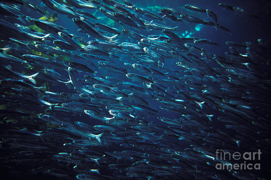 School Of Northern Anchovy Photograph by Ron Sanford