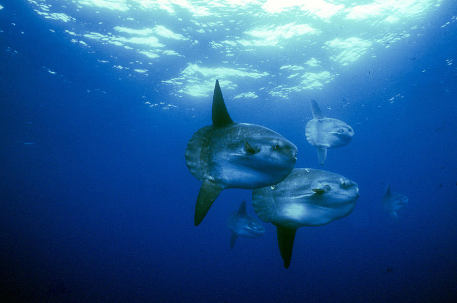 School Of Ocean Sunfish Photograph by Greg Ochocki