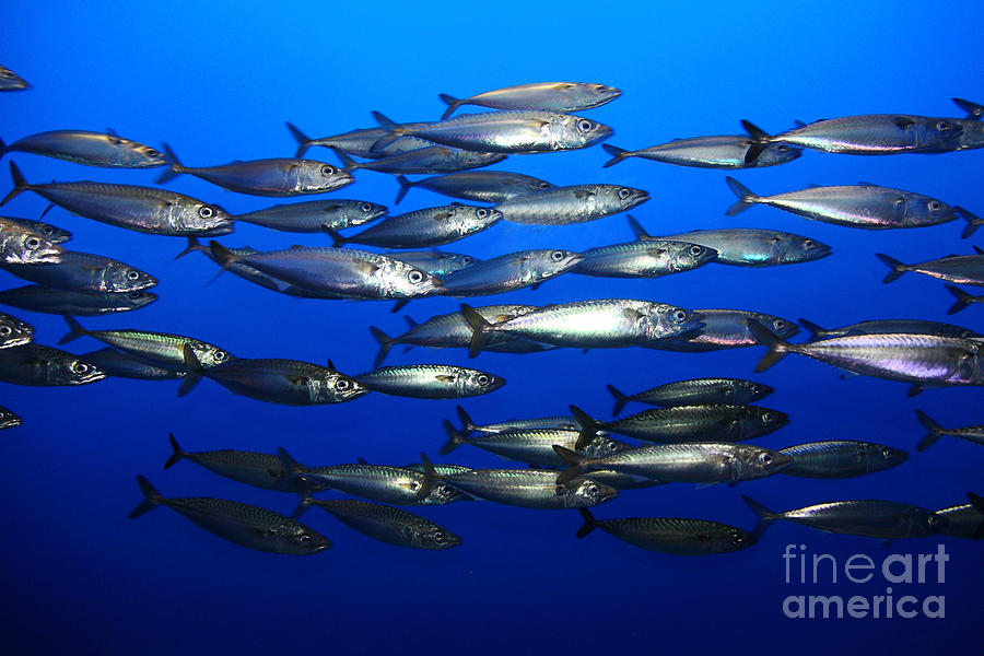 School of Pacific Sardines 5D24927 Photograph by Wingsdomain Art and Photography