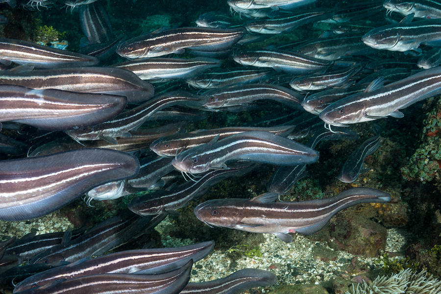 School Of Striped Catfish, Indonesia Photograph by Andrew J. Martinez