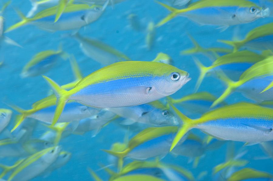 School of yellowback fusilier Photograph by Science Photo Library