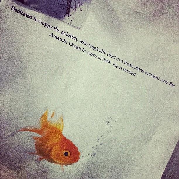 Goldfish Photograph - School Project That Has Lived On Our by Tim Chandler