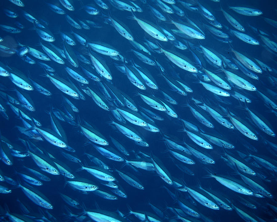 Schooling Fish Photograph by Dick Hull