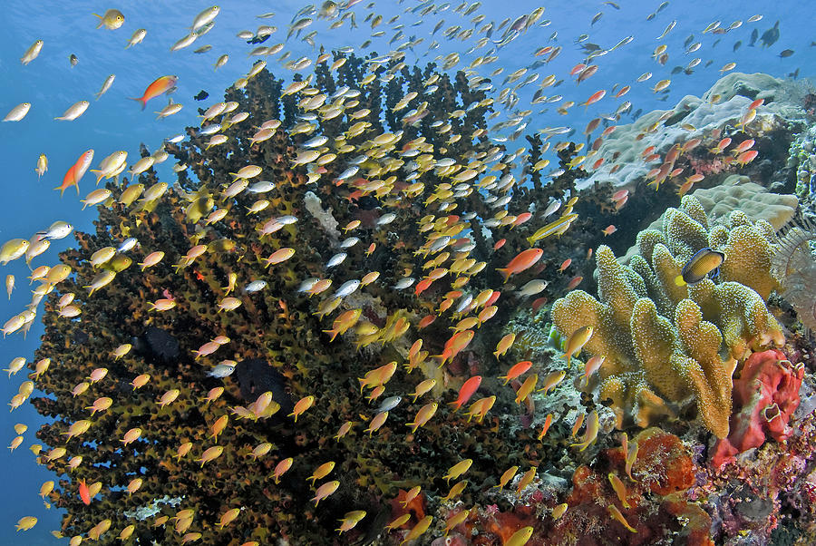 Schooling Fish Swim Past Reef Corals Photograph by Jaynes Gallery ...