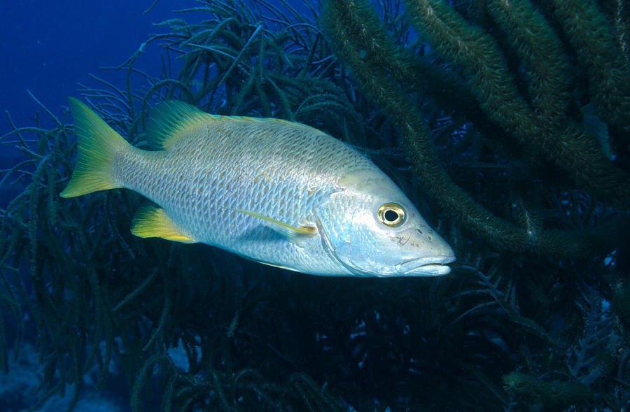Schoolmaster Snapper Photograph by Charles Angelo
