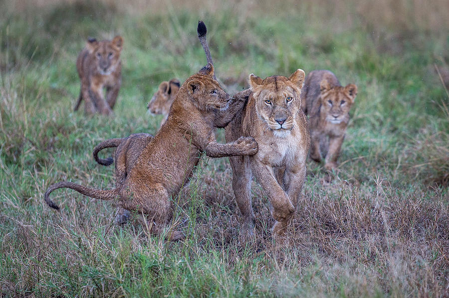 Lion Photograph - Schools Out - Lets Play by Jeffrey C. Sink
