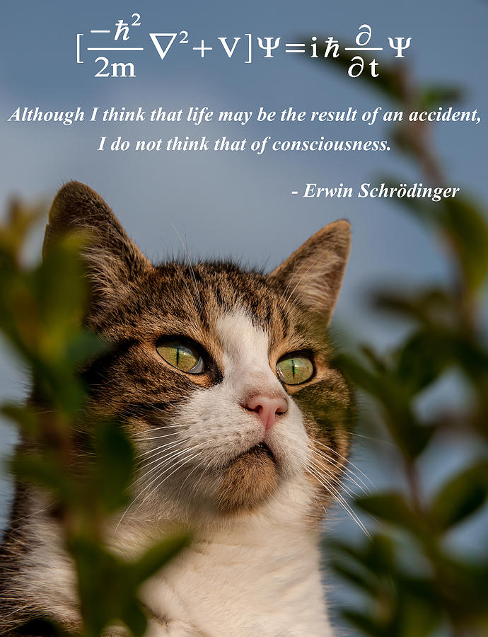 Schrodingers cat Photograph by Alex Hiemstra